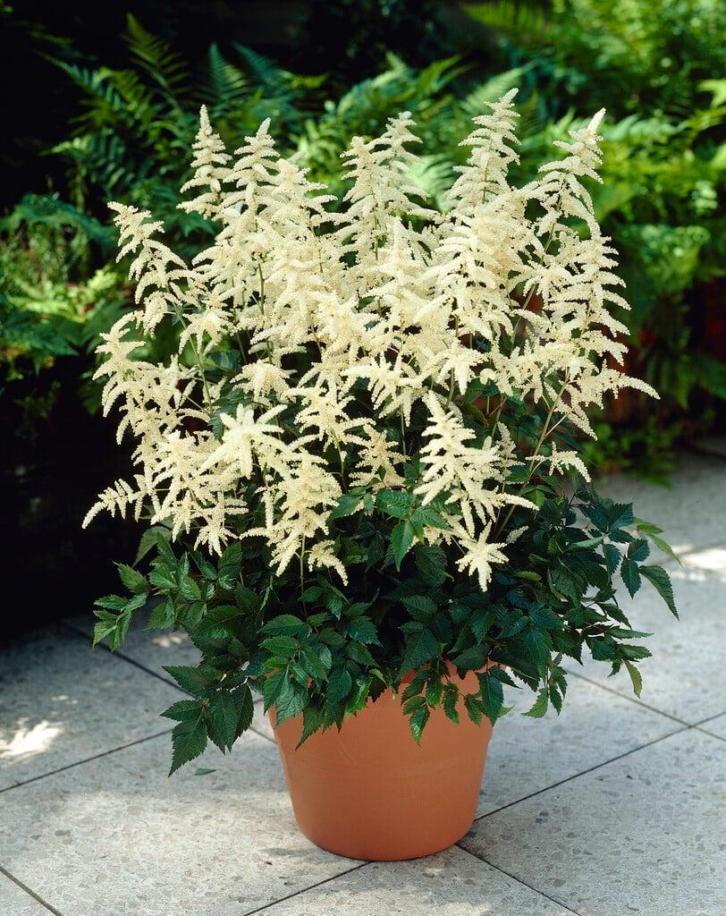 G551 Astilbe Japonica 'deutschland' - View 11 from www redcrocus com