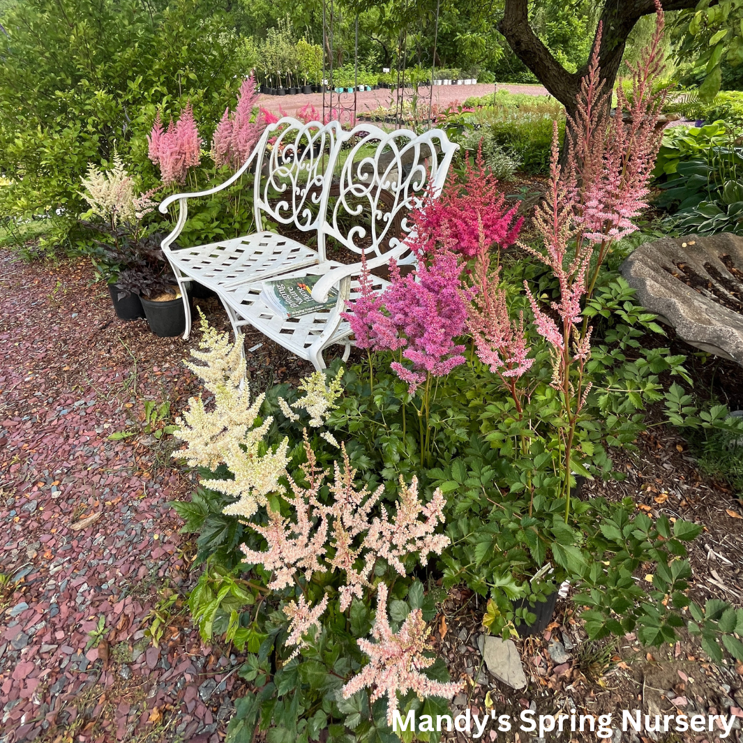 G551 Astilbe Japonica 'deutschland' - View 13 from www redcrocus com