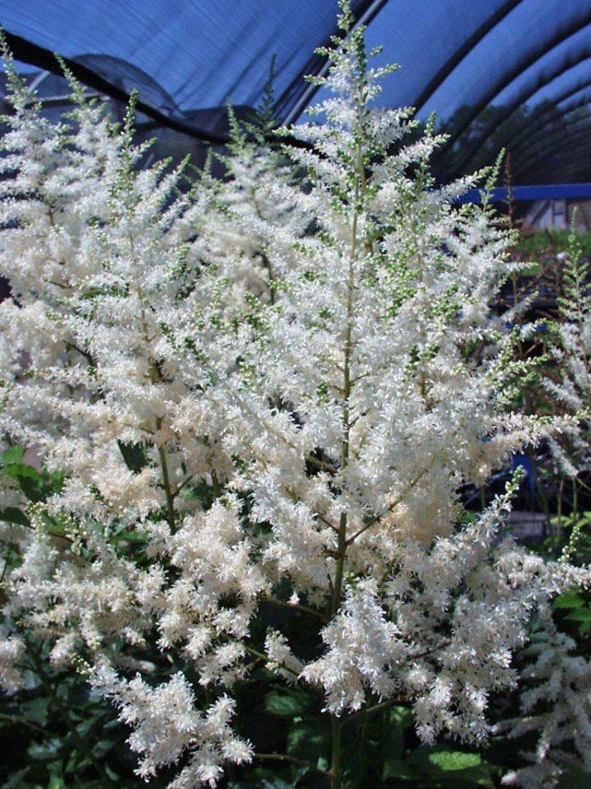 G551 Astilbe Japonica 'deutschland' - View 14 from www redcrocus com