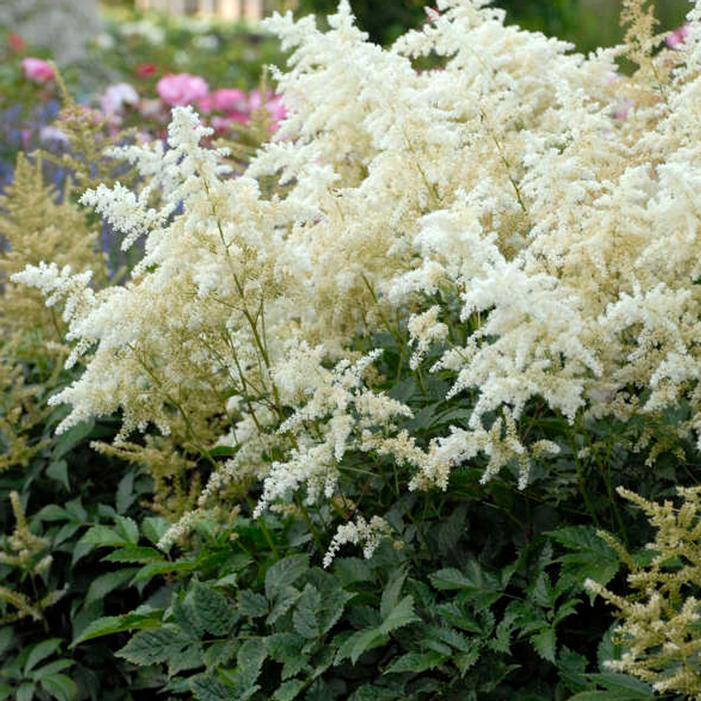 G551 Astilbe Japonica 'deutschland' - View 15 from www redcrocus com