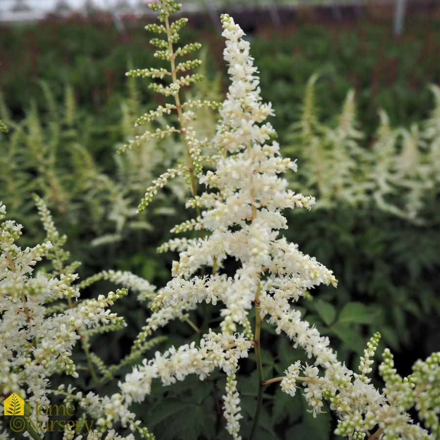 G551 Astilbe Japonica 'deutschland' - View 16 from www redcrocus com