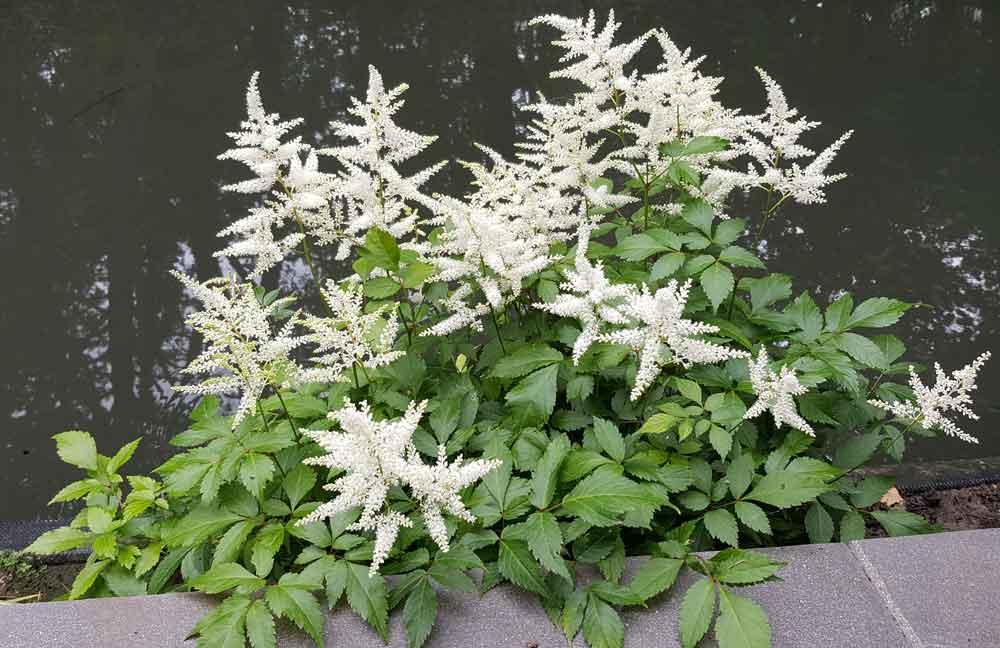 G551 Astilbe Japonica 'deutschland' - View 17 from www redcrocus com