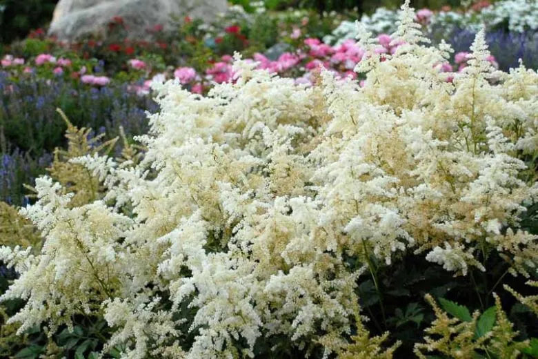 G551 Astilbe Japonica 'deutschland' - View 18 from www redcrocus com