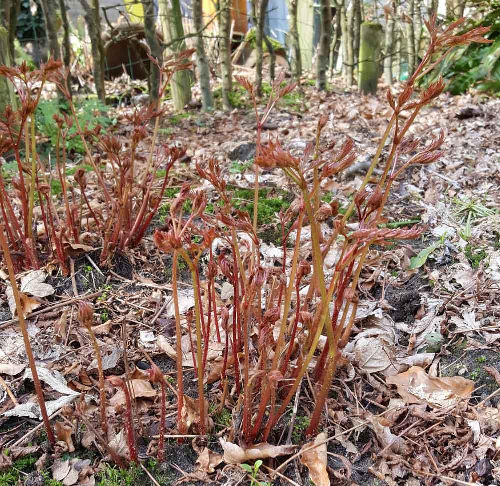 G551 Astilbe Japonica 'deutschland' - View 19 from www redcrocus com