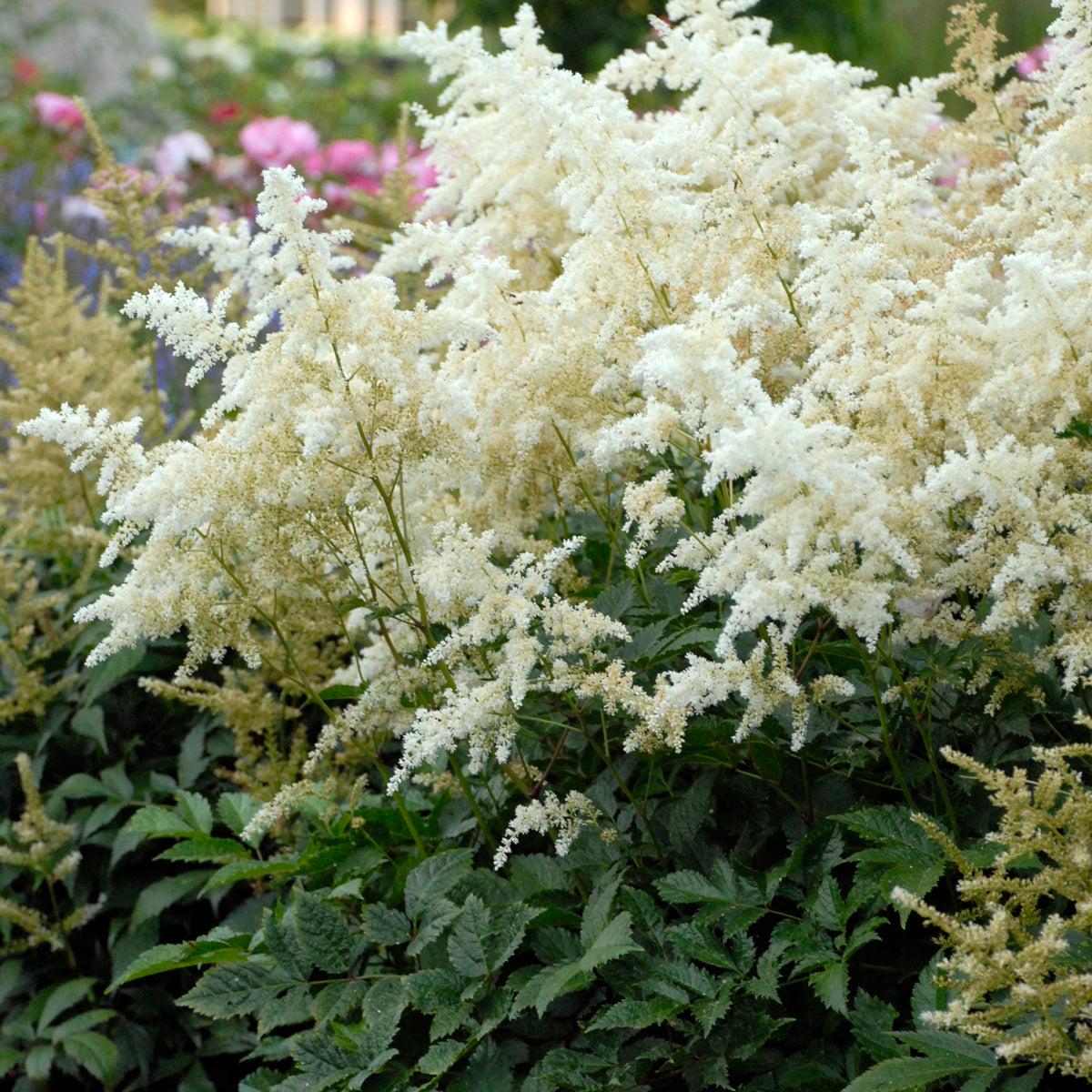 G551 Astilbe Japonica 'deutschland' - View 20 from www redcrocus com