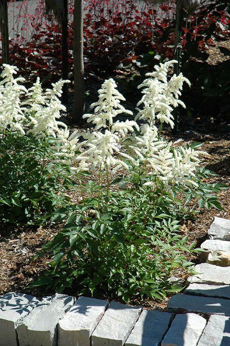 G551 Astilbe Japonica 'deutschland' - View 21 from www redcrocus com