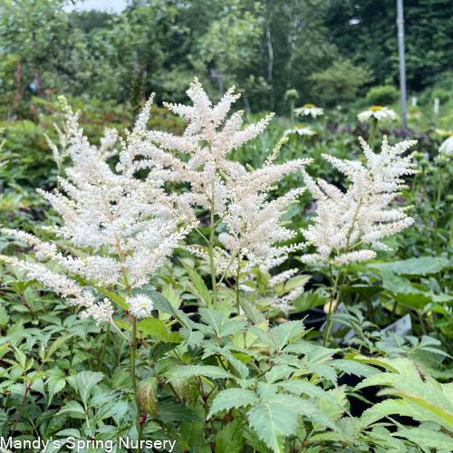 G551 Astilbe Japonica 'deutschland' - View 22 from www redcrocus com