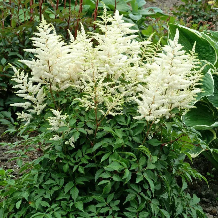 G551 Astilbe Japonica 'deutschland' - View 23 from www redcrocus com