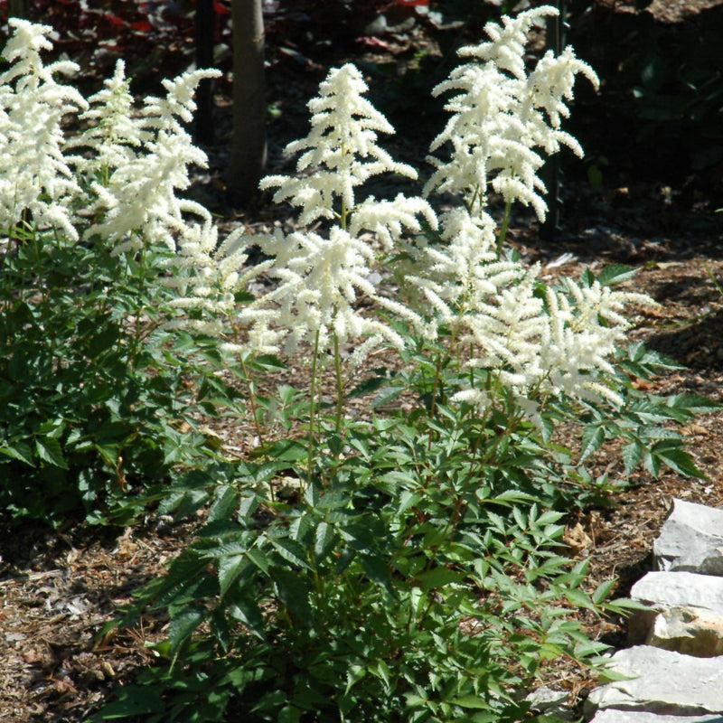 G551 Astilbe Japonica 'deutschland' - View 24 from www redcrocus com