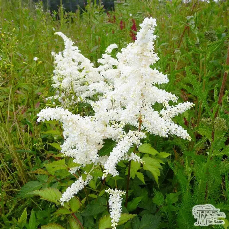 G551 Astilbe Japonica 'deutschland' - View 25 from www redcrocus com