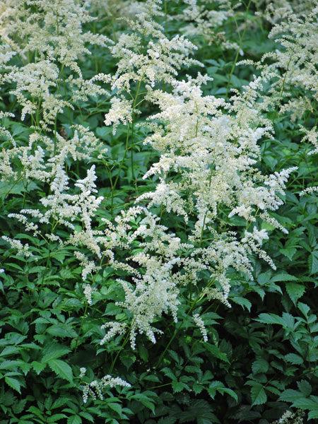 G551 Astilbe Japonica 'deutschland' - View 26 from www redcrocus com