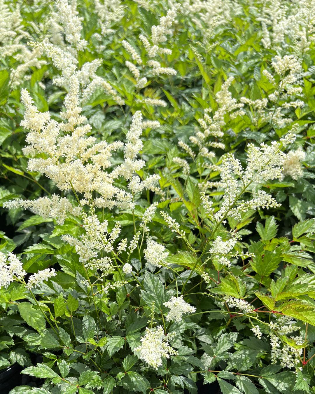 G551 Astilbe Japonica 'deutschland' - View 30 from www redcrocus com