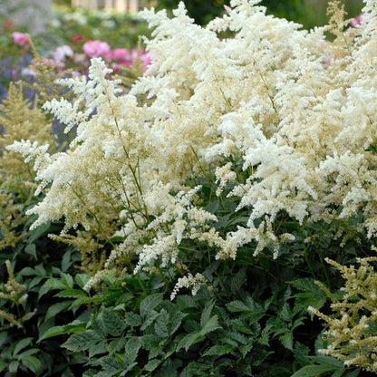 G551 Astilbe Japonica 'deutschland' - View 31 from www redcrocus com