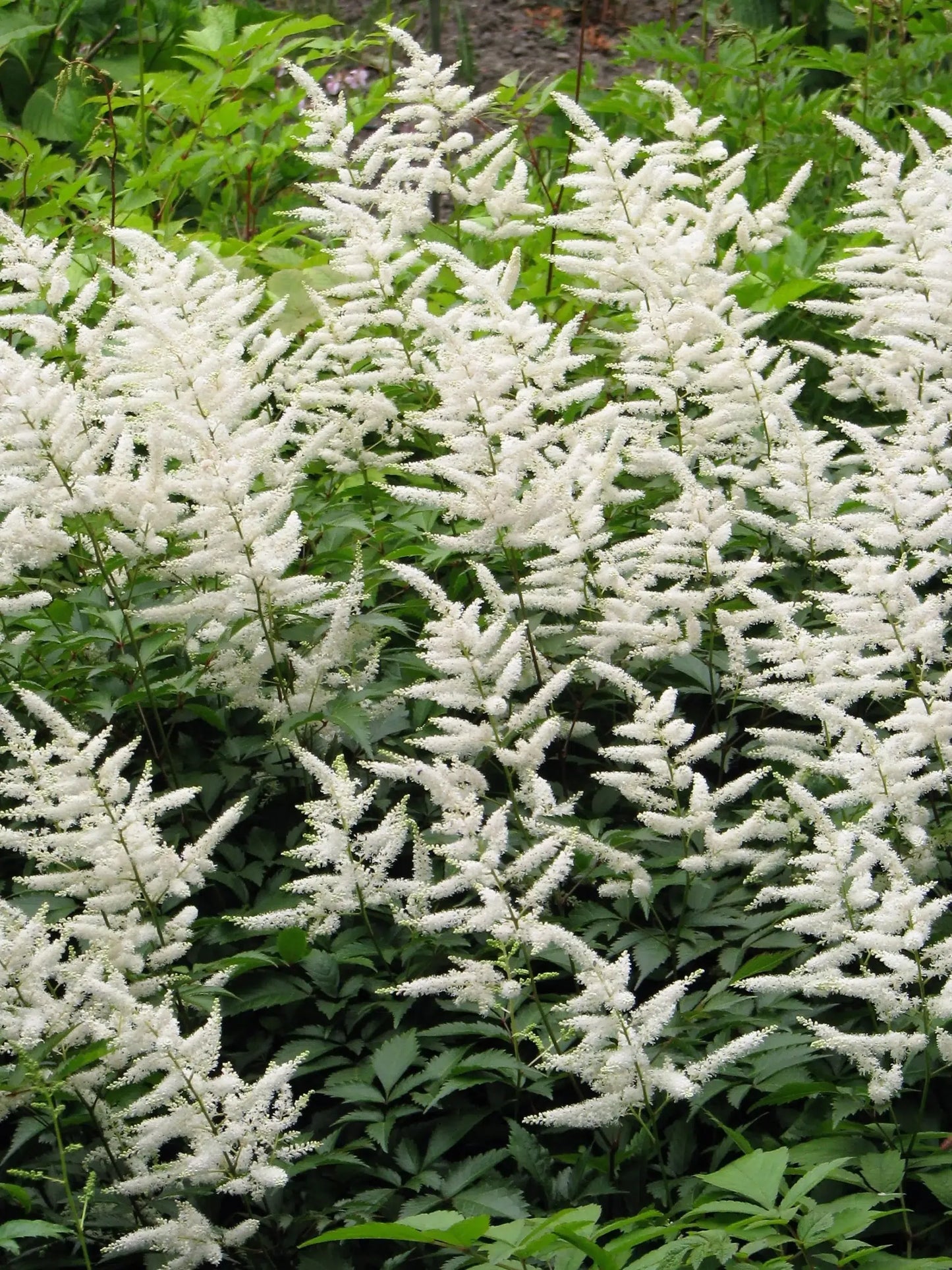 G551 Astilbe Japonica 'deutschland' - View 33 from www redcrocus com