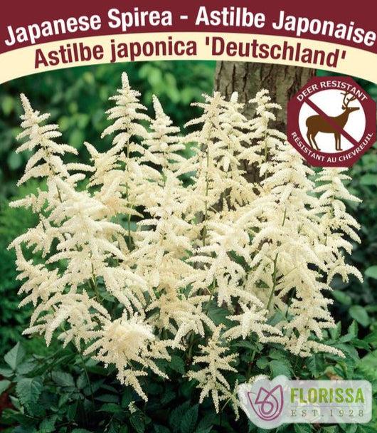 G551 Astilbe Japonica 'deutschland' - View 35 from www redcrocus com