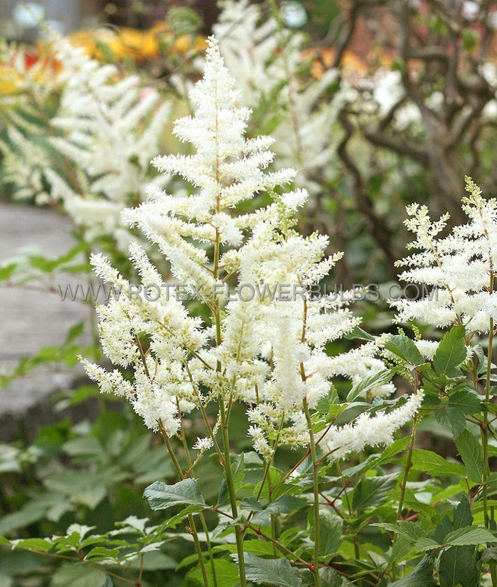 G551 Astilbe Japonica 'deutschland' - View 36 from www redcrocus com