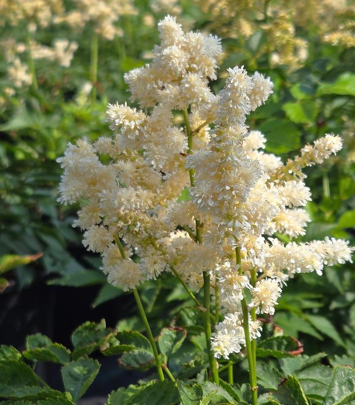 G551 Astilbe Japonica 'deutschland' - View 37 from www redcrocus com