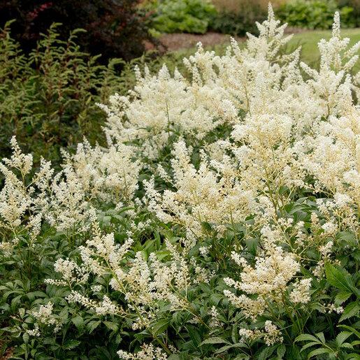 G551 Astilbe Japonica 'deutschland' - View 38 from www redcrocus com