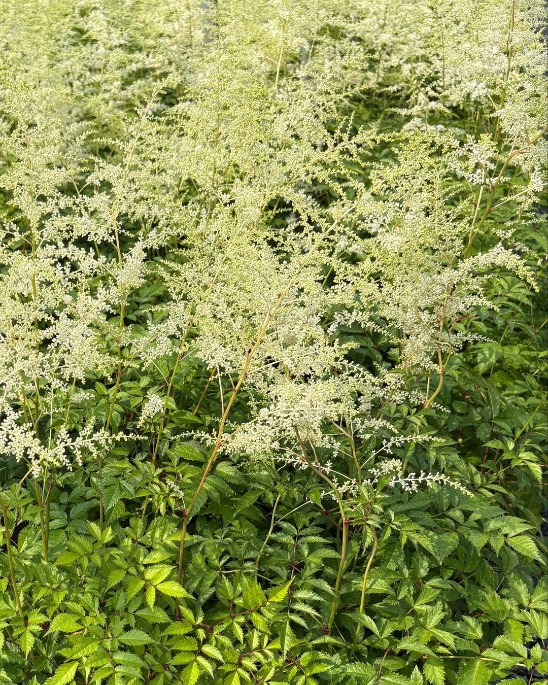 G551 Astilbe Japonica 'deutschland' - View 39 from www redcrocus com