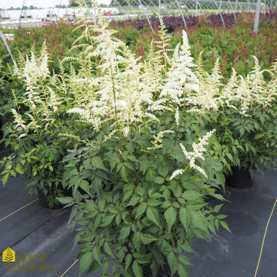 G551 Astilbe Japonica 'deutschland' - View 3 from www redcrocus com