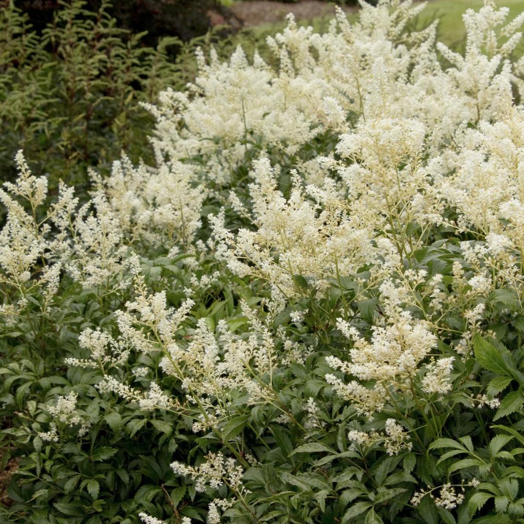 G551 Astilbe Japonica 'deutschland' - View 40 from www redcrocus com