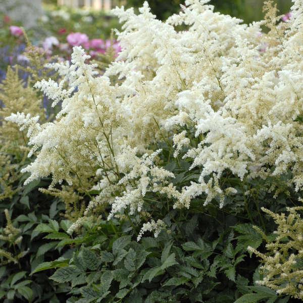 G551 Astilbe Japonica 'deutschland' - View 4 from www redcrocus com