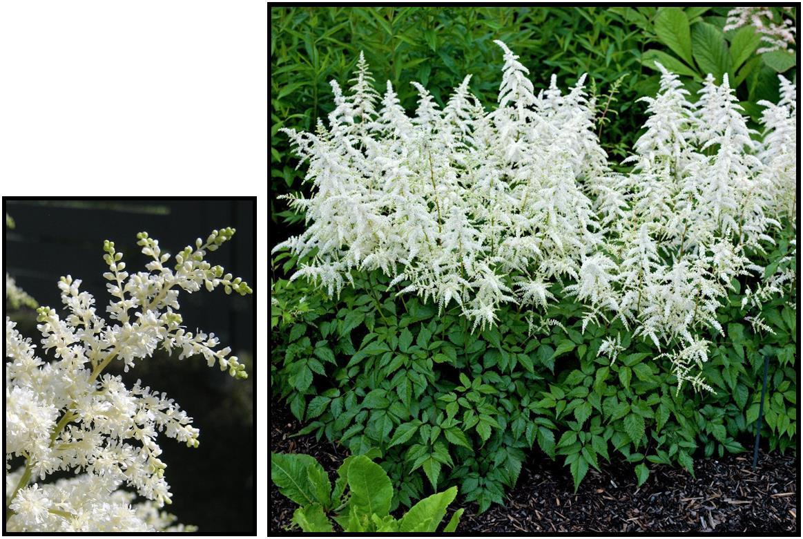 G551 Astilbe Japonica 'deutschland' - View 5 from www redcrocus com