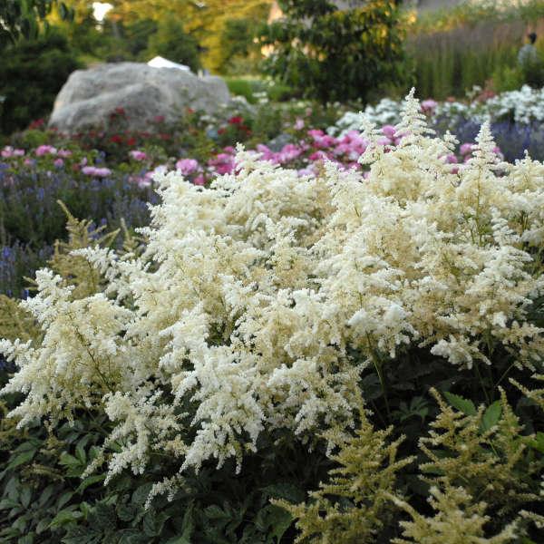 G551 Astilbe Japonica 'deutschland' - View 6 from www redcrocus com