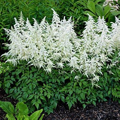 G551 Astilbe Japonica 'deutschland' - View 7 from www redcrocus com