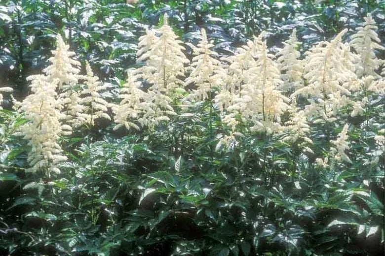 G551 Astilbe Japonica 'deutschland' - View 9 from www redcrocus com