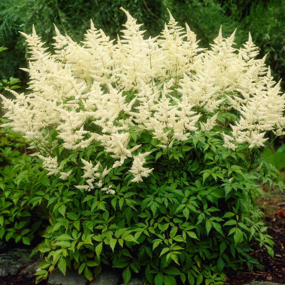 G559 Astilbe X Arendsii Bridal Veil - View 14 from www redcrocus com