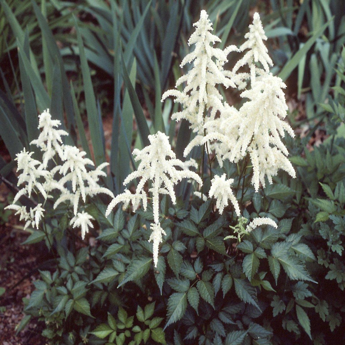 G559 Astilbe X Arendsii Bridal Veil - View 17 from www redcrocus com