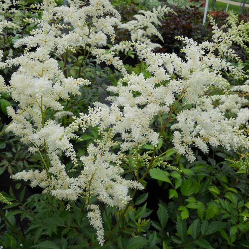G559 Astilbe X Arendsii Bridal Veil - View 4 from www redcrocus com