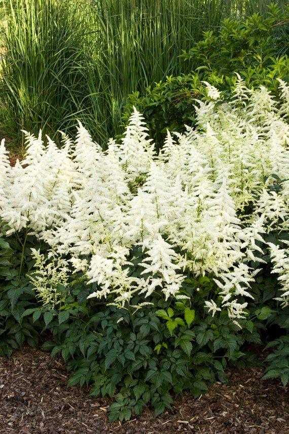 G559 Astilbe X Arendsii 'bridal Veil' - View 17 from www redcrocus com
