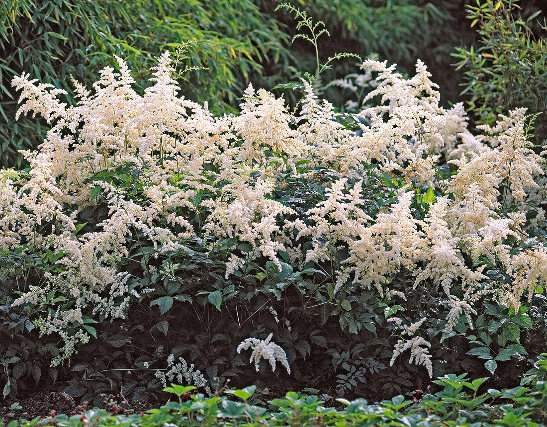 G559 Astilbe X Arendsii 'bridal Veil' - View 18 from www redcrocus com