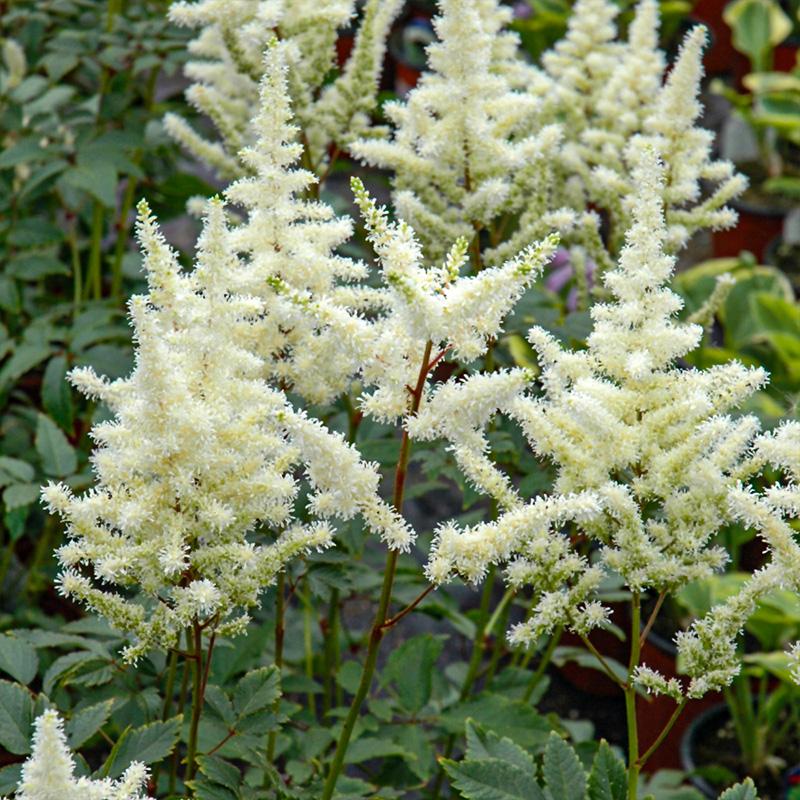 G559 Astilbe X Arendsii 'bridal Veil' - View 5 from www redcrocus com