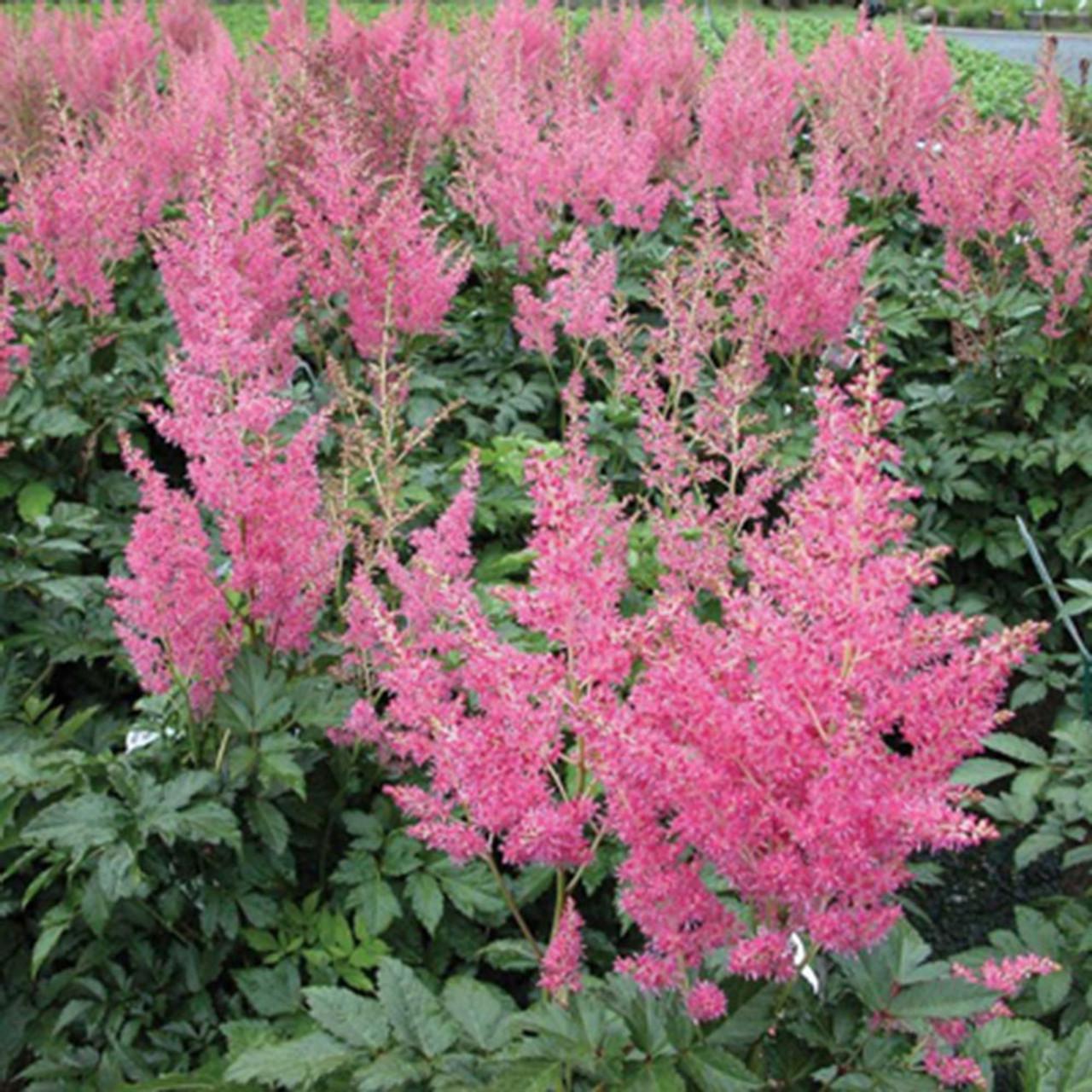 G563 Astilbe Chinensis Visions In Pink - View 11 from www redcrocus com