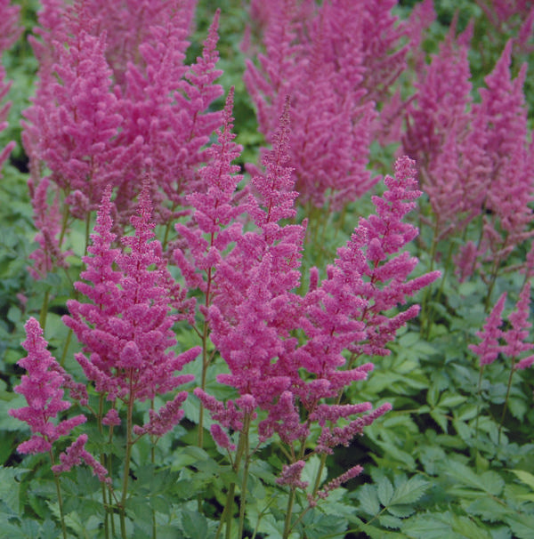 G563 Astilbe Chinensis Visions In Pink - View 12 from www redcrocus com