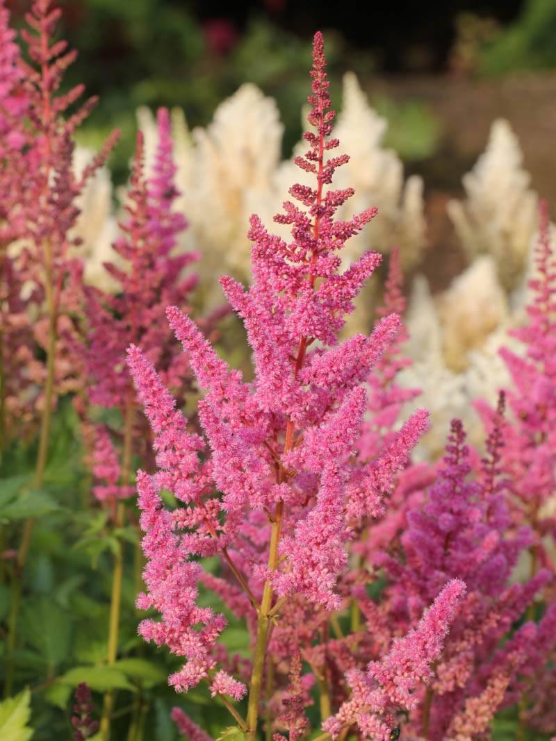 G563 Astilbe Chinensis Visions In Pink - View 15 from www redcrocus com