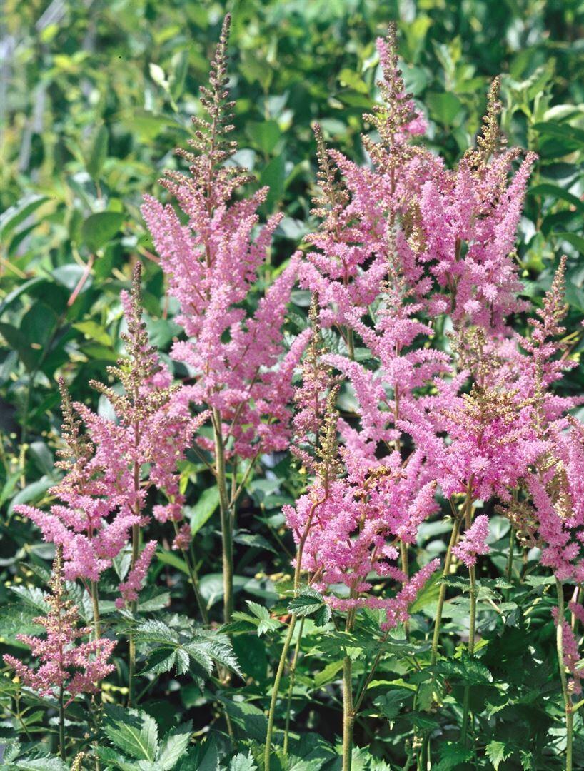 G563 Astilbe Chinensis 'visions In Pink' - View 11 from www redcrocus com