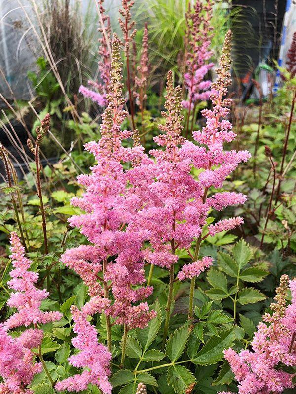 G563 Astilbe Chinensis 'visions In Pink' - View 15 from www redcrocus com