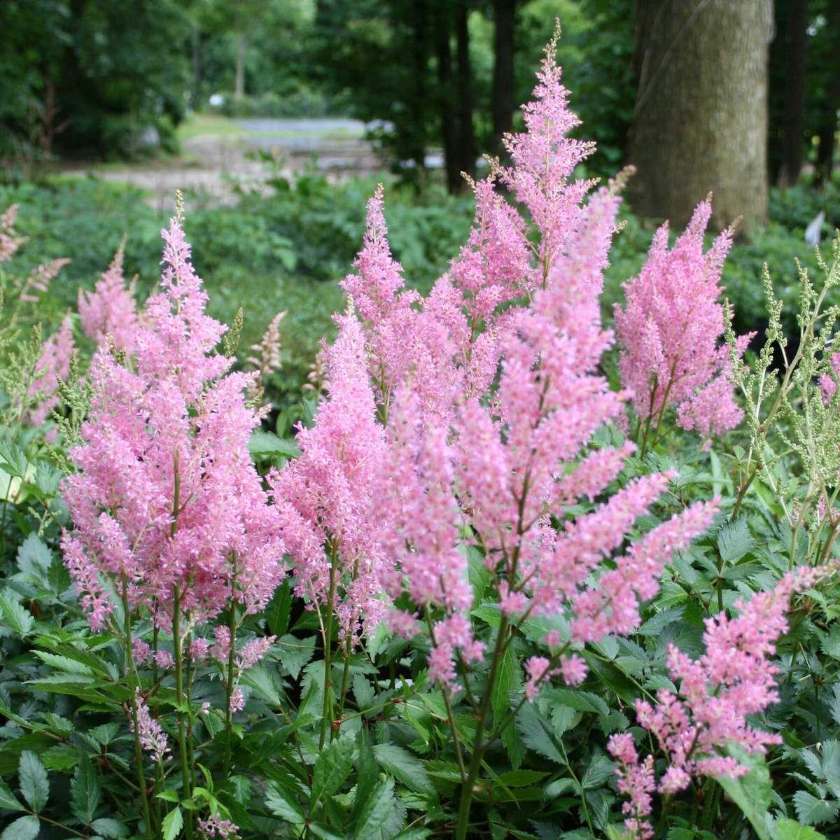 G563 Astilbe Chinensis 'visions In Pink' - View 17 from www redcrocus com