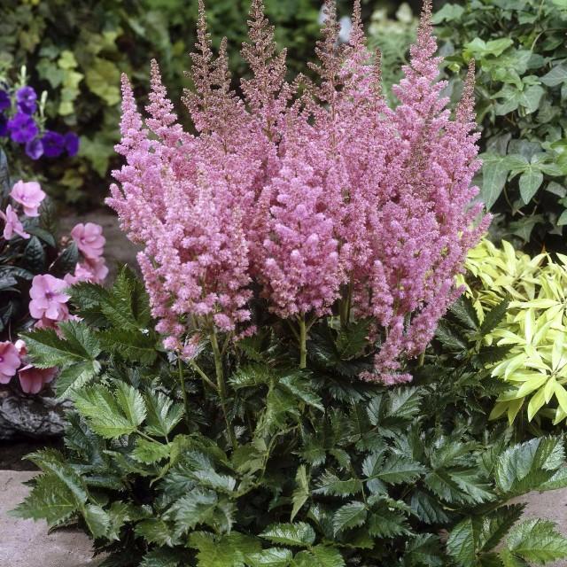 G563 Astilbe Chinensis 'visions In Pink' - View 18 from www redcrocus com
