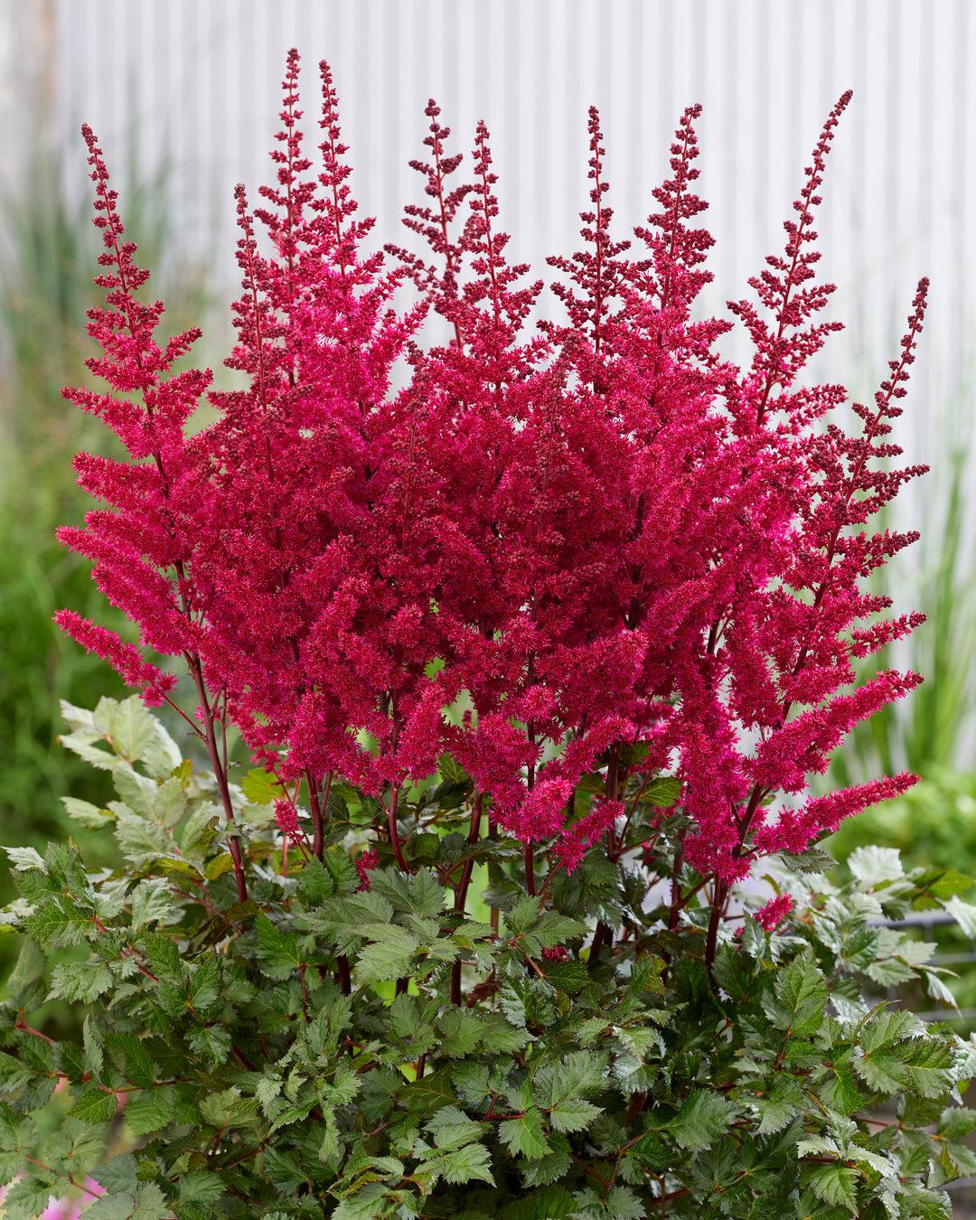 G564 Astilbe Chinensis 'visions In Red' - View 12 from www redcrocus com
