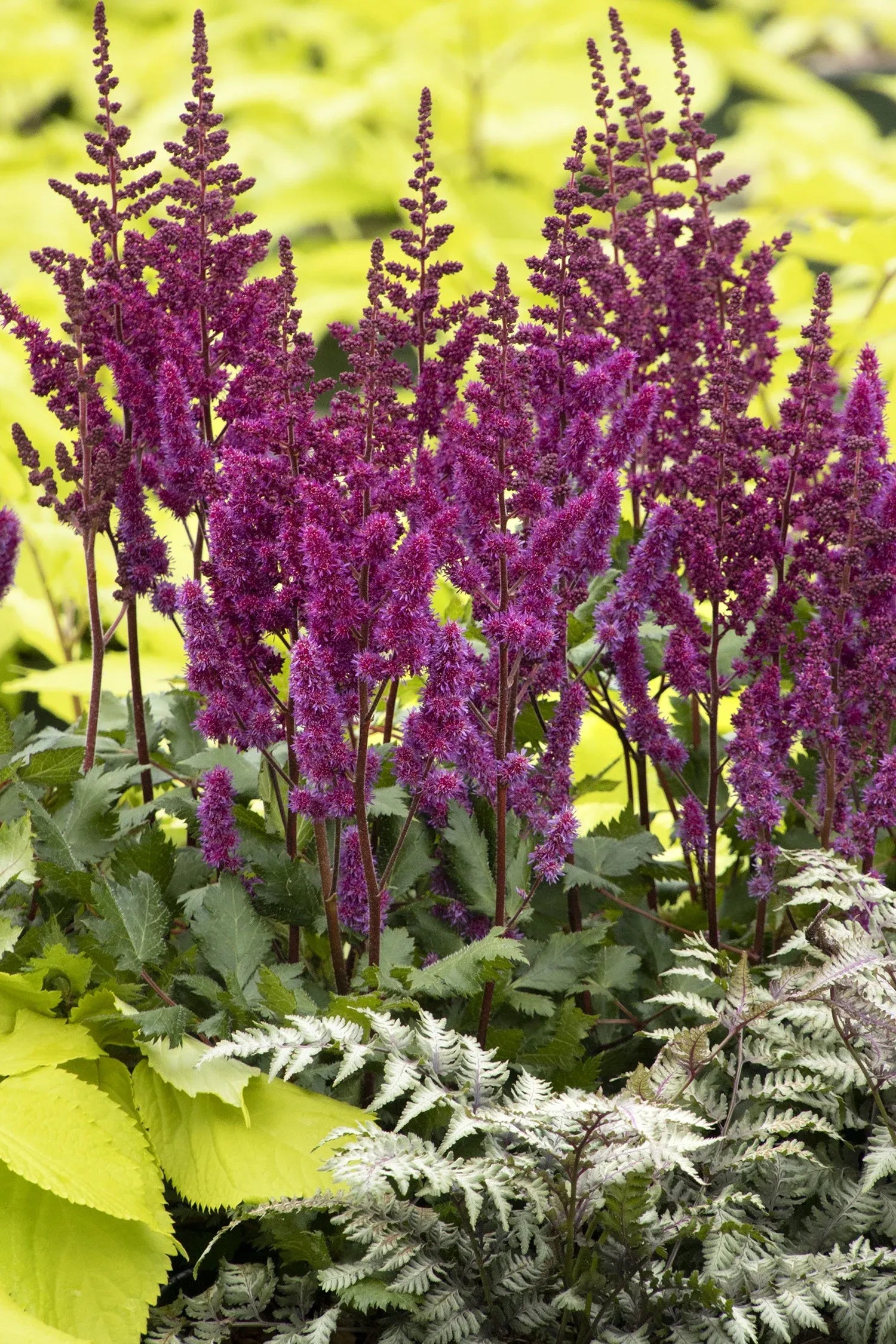 G564 Astilbe Chinensis 'visions In Red' - View 13 from www redcrocus com
