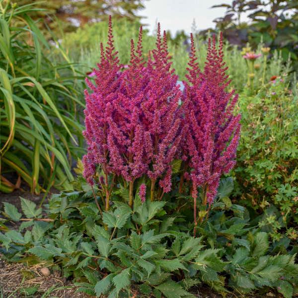 G564 Astilbe Chinensis 'visions In Red' - View 14 from www redcrocus com