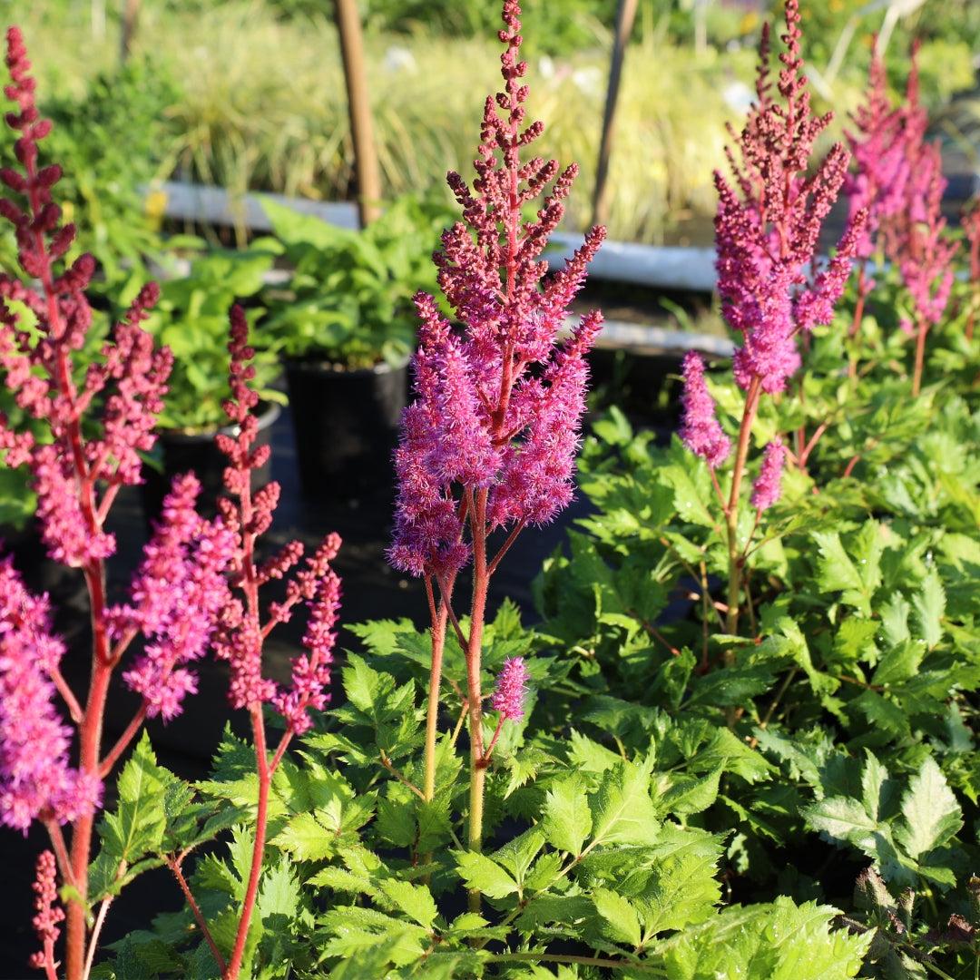 G564 Astilbe Chinensis 'visions In Red' - View 15 from www redcrocus com