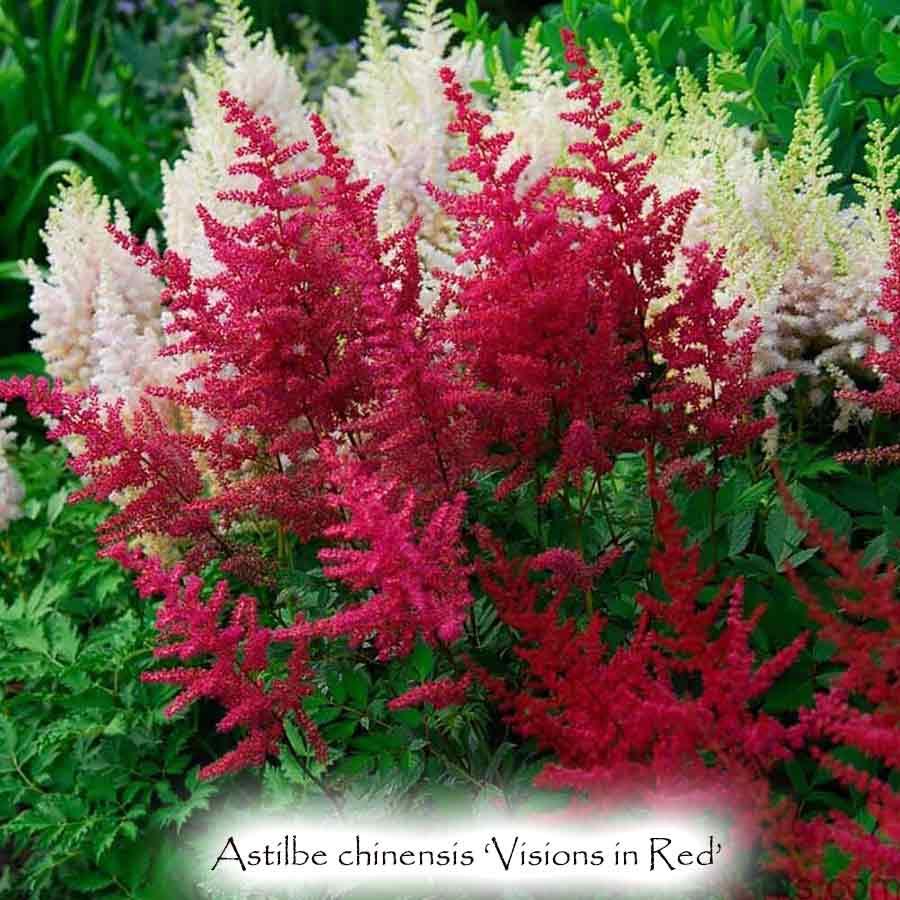 G564 Astilbe Chinensis 'visions In Red' - View 16 from www redcrocus com