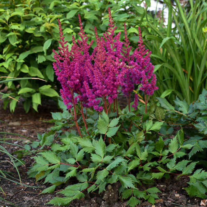 G564 Astilbe Chinensis 'visions In Red' - View 18 from www redcrocus com