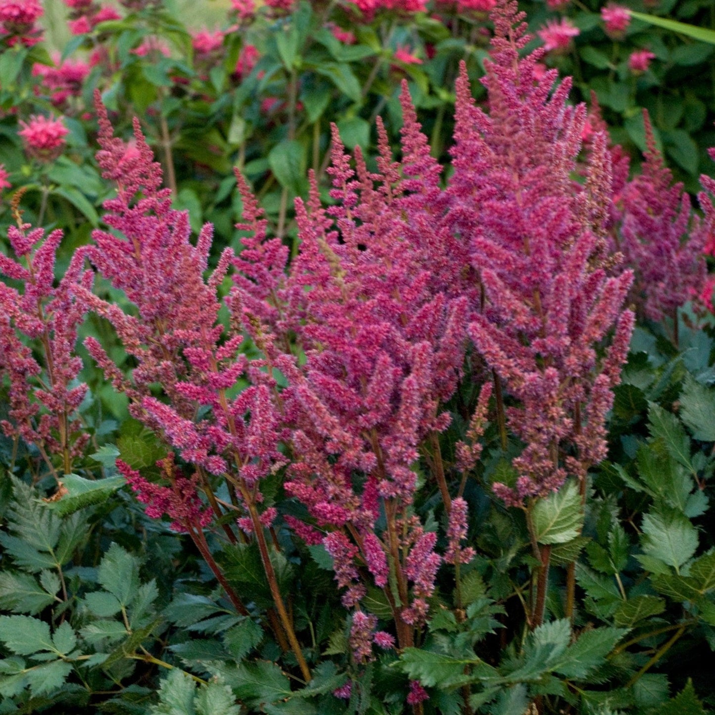 G564 Astilbe Chinensis 'visions In Red' - View 20 from www redcrocus com